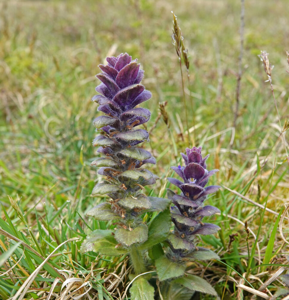 Piramidezenegroen