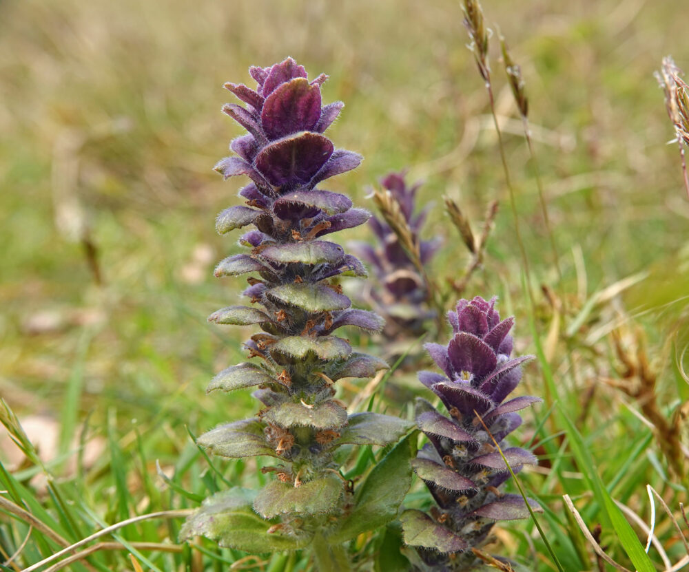 Piramidezenegroen