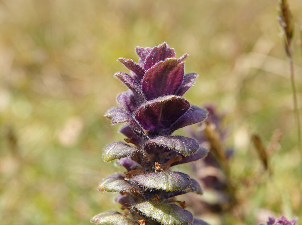 Piramidezenegroen