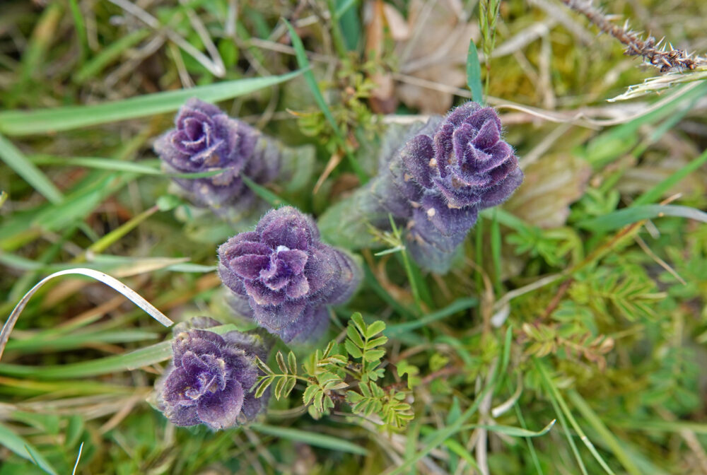 Piramidezenegroen