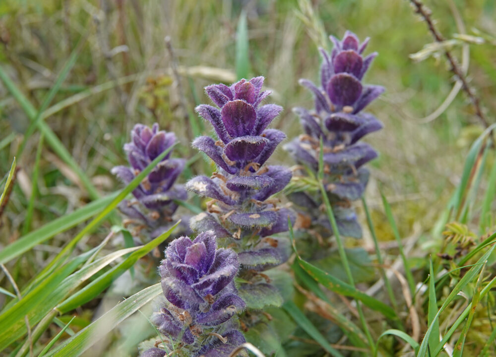 Piramidezenegroen