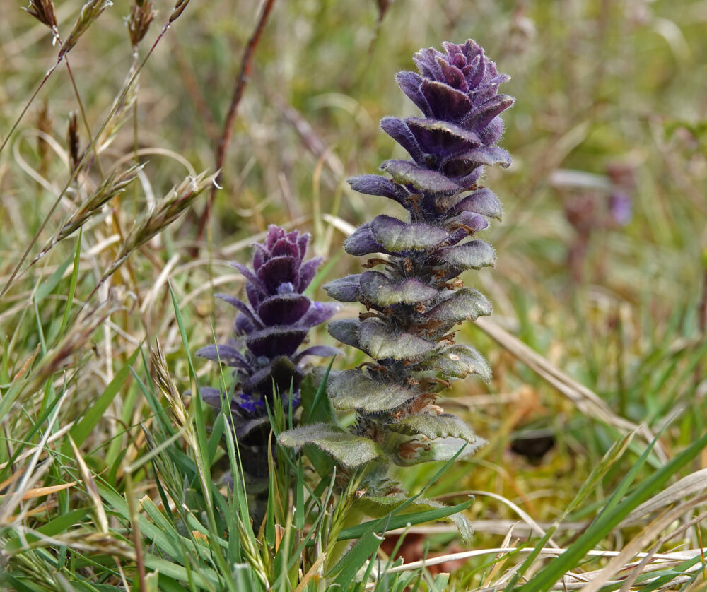 Piramidezenegroen