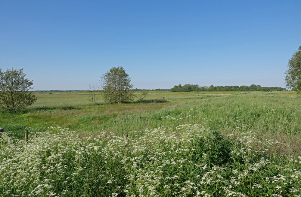 Polder Vredewold