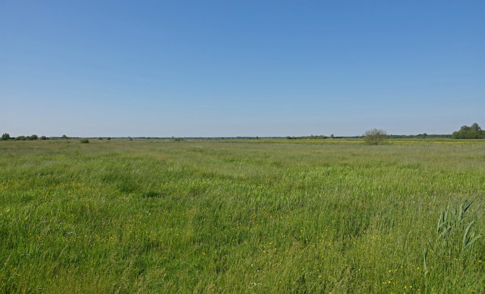 Polder Vredewold