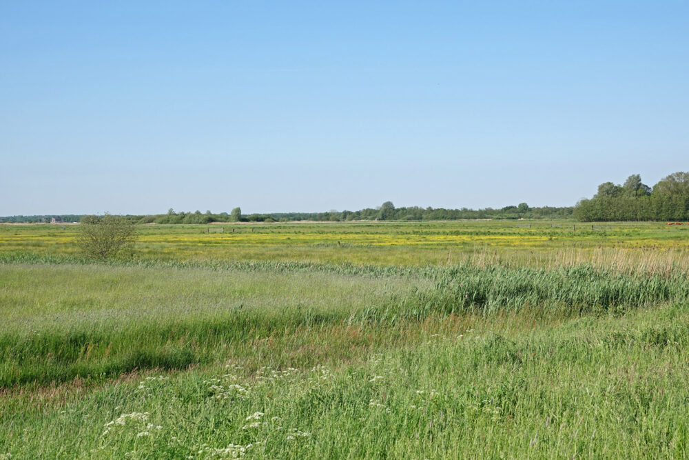 Polder Vredewold