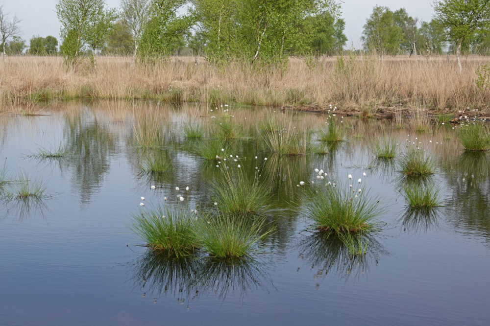 Pollen met veenpluis (Bargerveen)