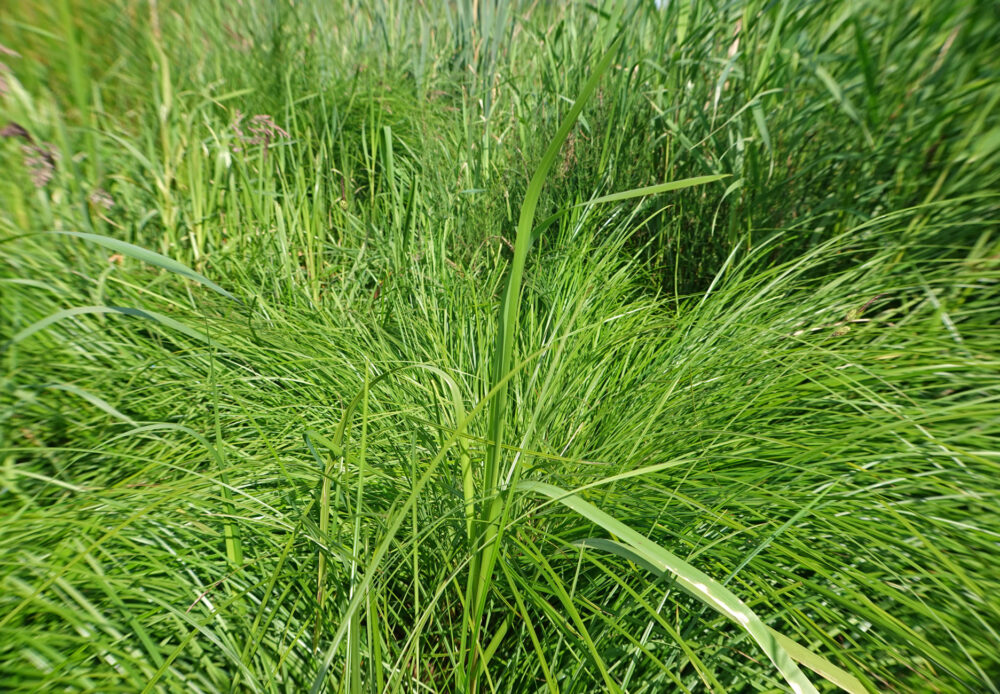 Polzegge
