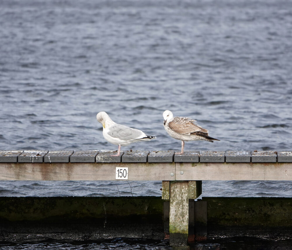 Pontische meeuw (rechter vogel)