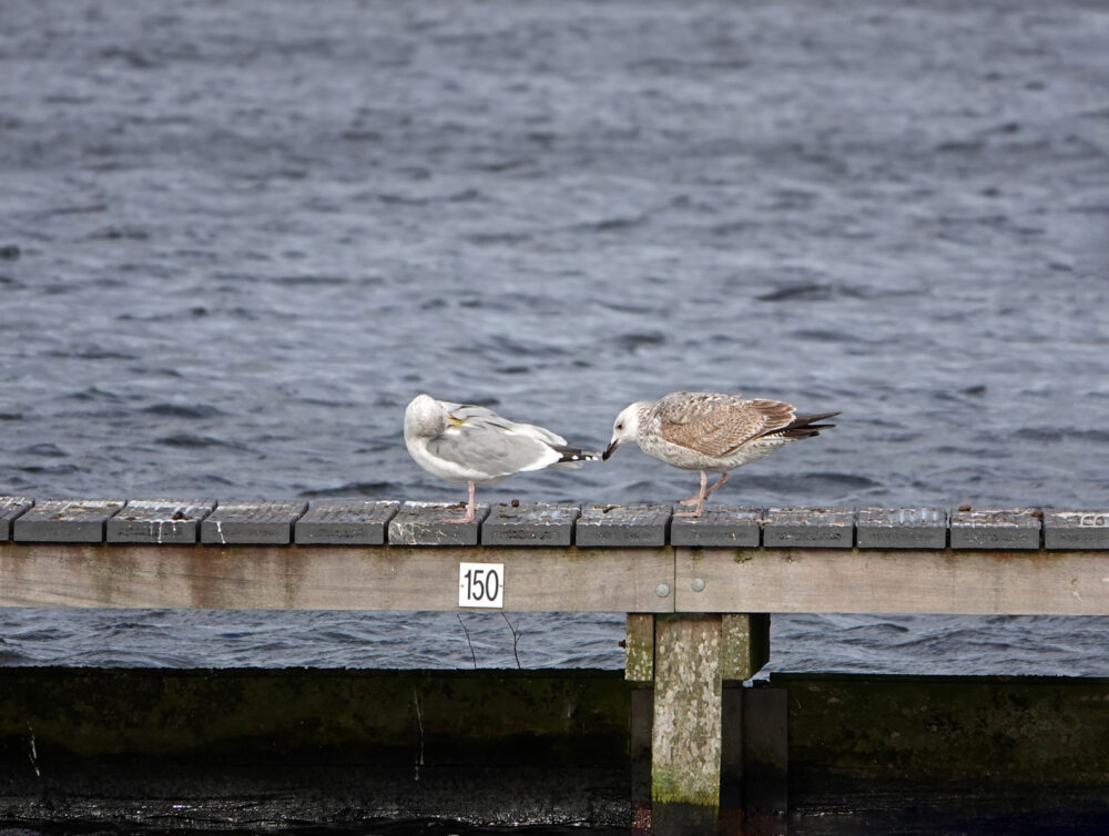 Pontische meeuw (rechter vogel)