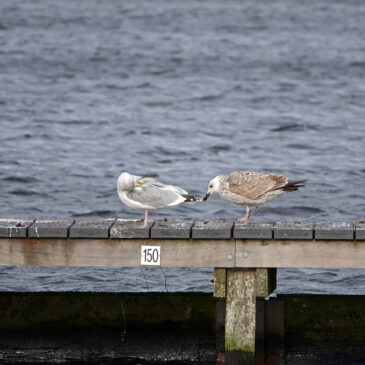 Pontische meeuw (rechter vogel)