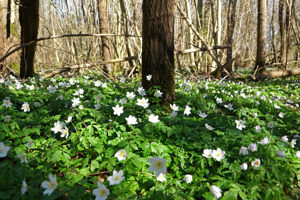 Potkleibos Kleibosch
