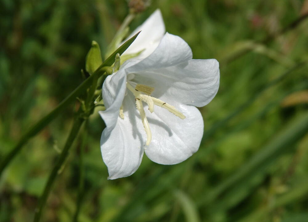 Prachtklokje