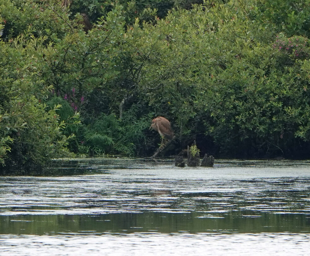 Purperreiger in De Wieden (Auken)