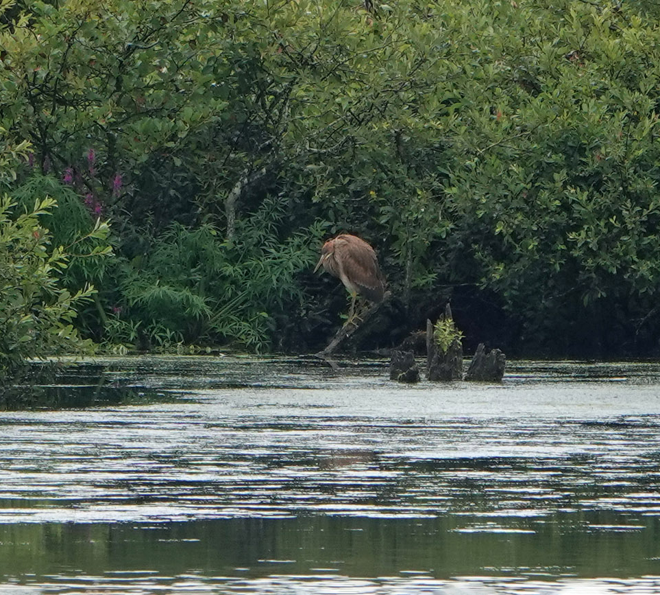 Purperreiger