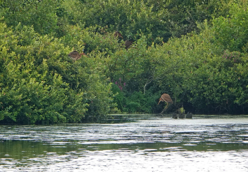 Purperreigers in De Wieden (Auken)
