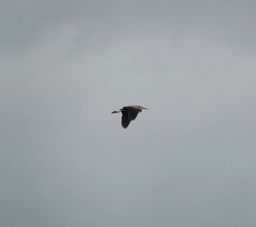Purperreigers in De Wieden (Auken)