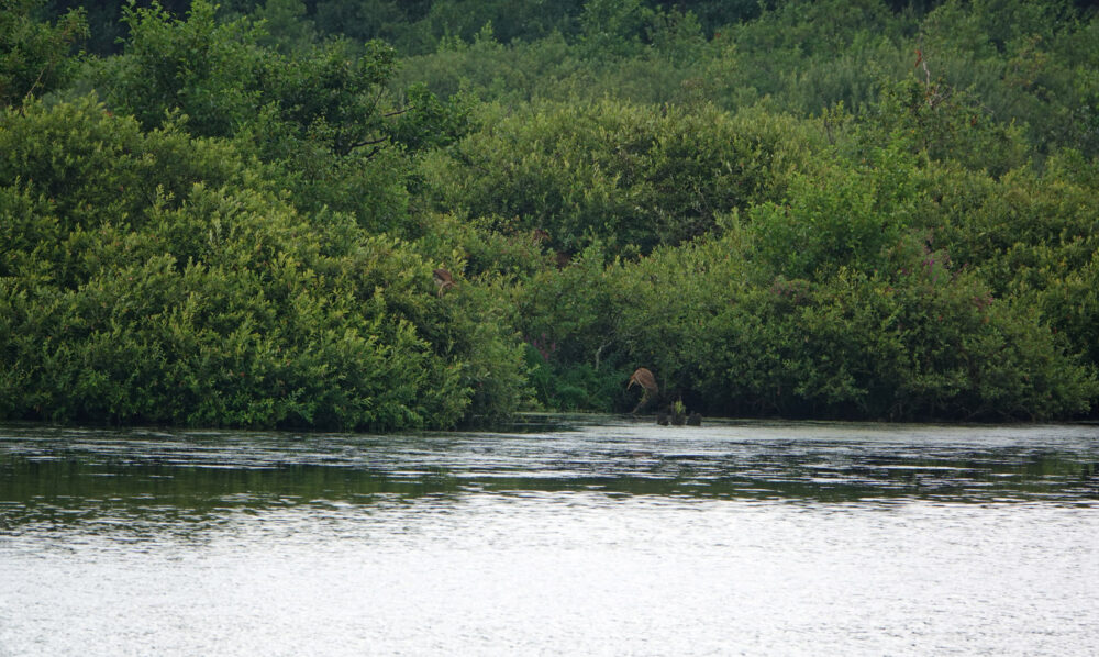 Purperreigers in De Wieden (Auken)