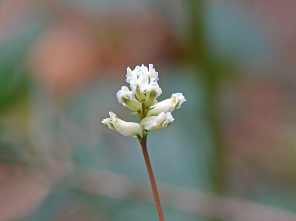 Rankende helmbloem