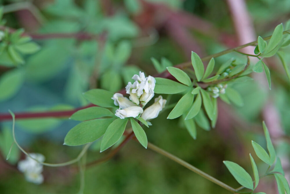 Rankende helmbloem