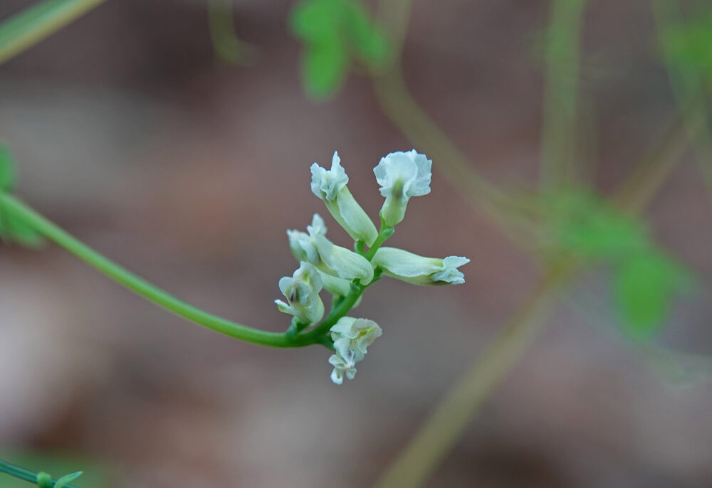 Rankende helmbloem