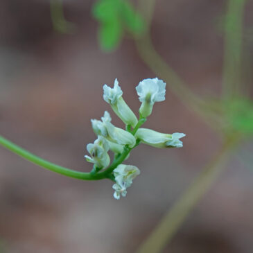 Rankende helmbloem