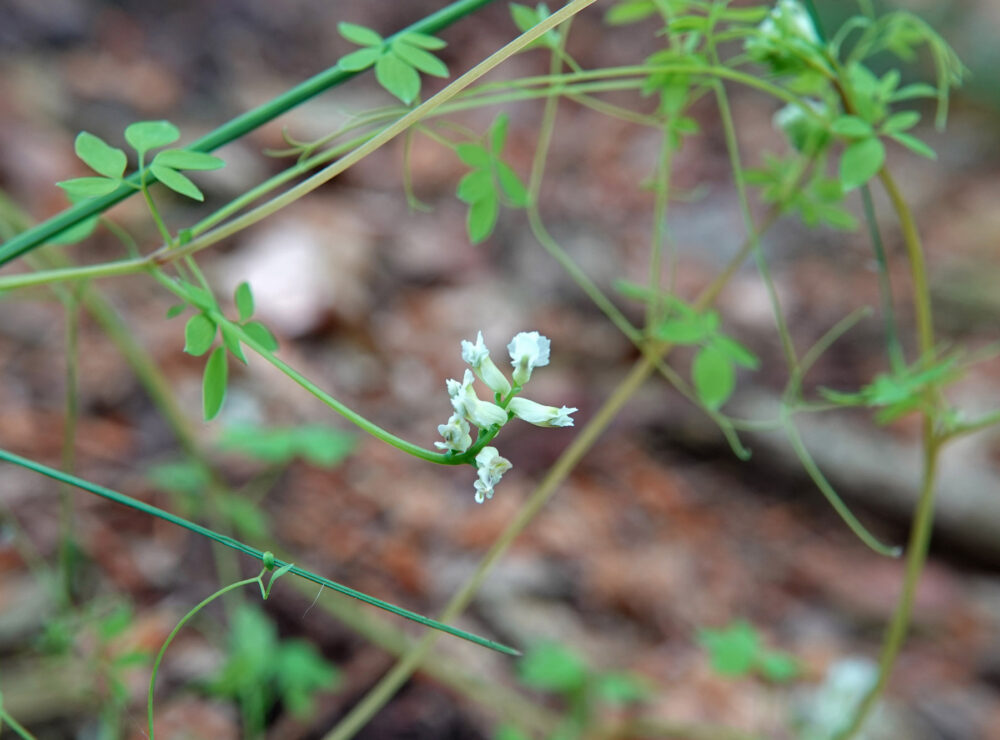 Rankende helmbloem