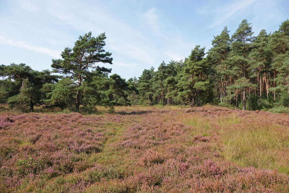 Rechterense Veld