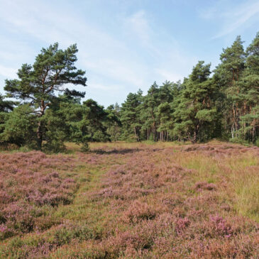 Rechterense Veld
