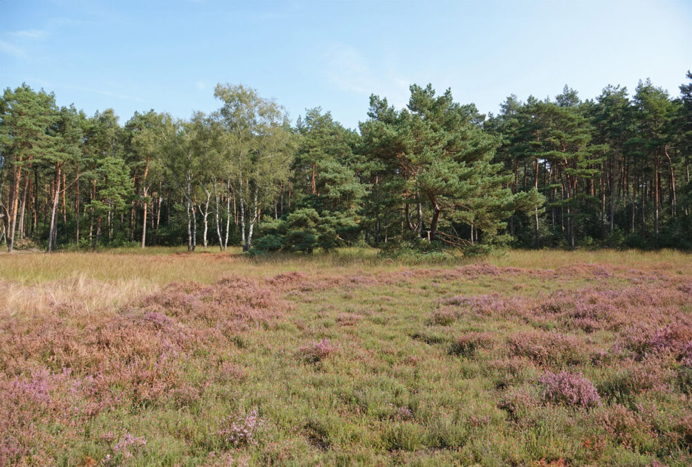 Rechterense Veld