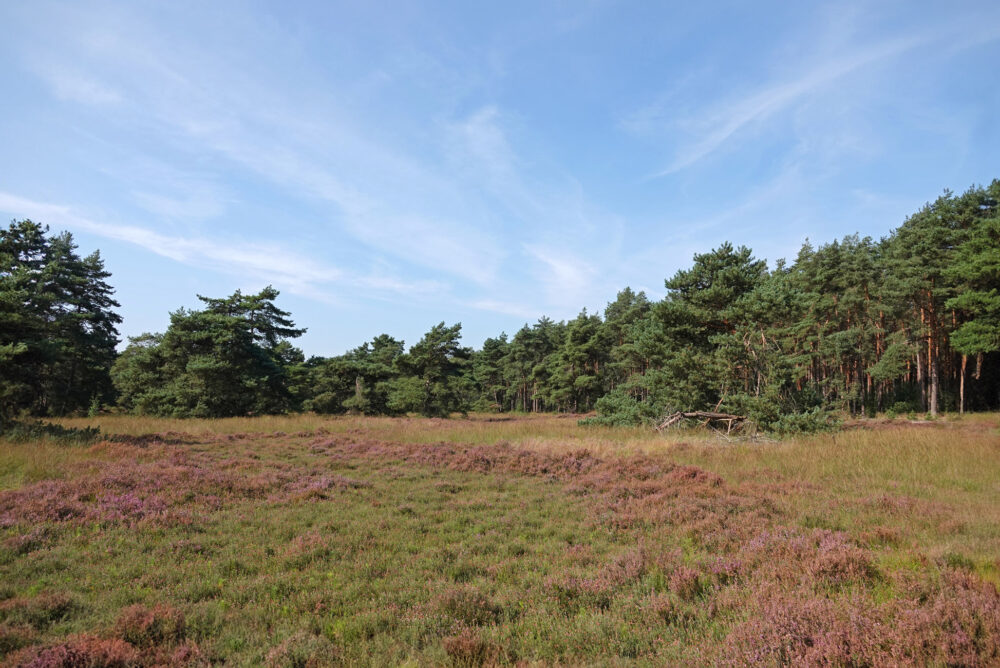 Rechterense Veld