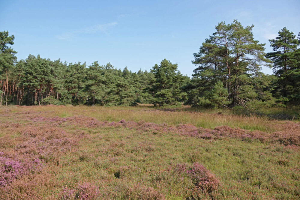 Rechterense Veld