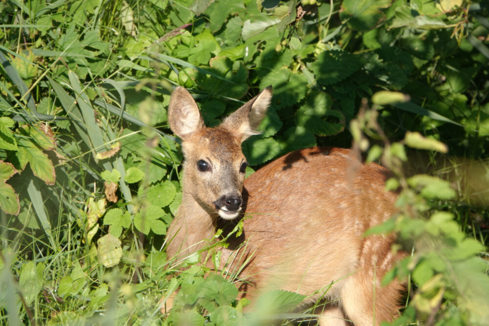 Ree (Landgoed Vennebroek)