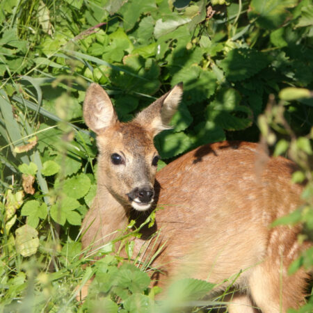 Ree (Landgoed Vennebroek)