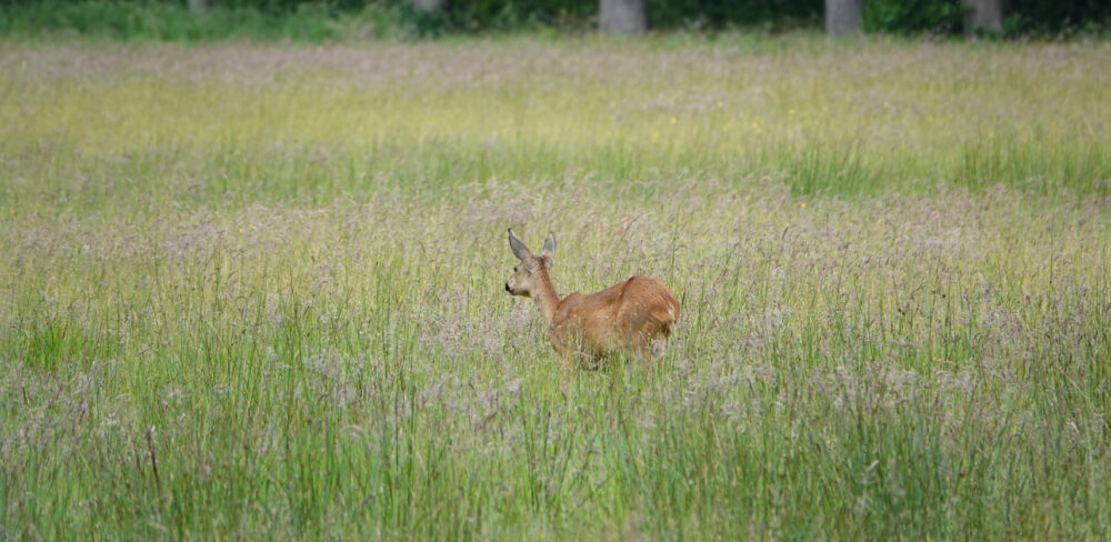 Ree (Landgoed Vennebroek)