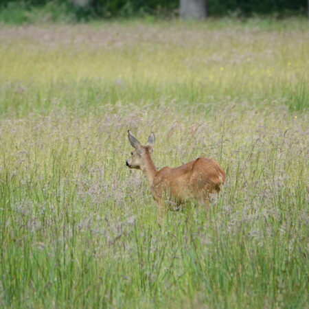 Ree (Landgoed Vennebroek)