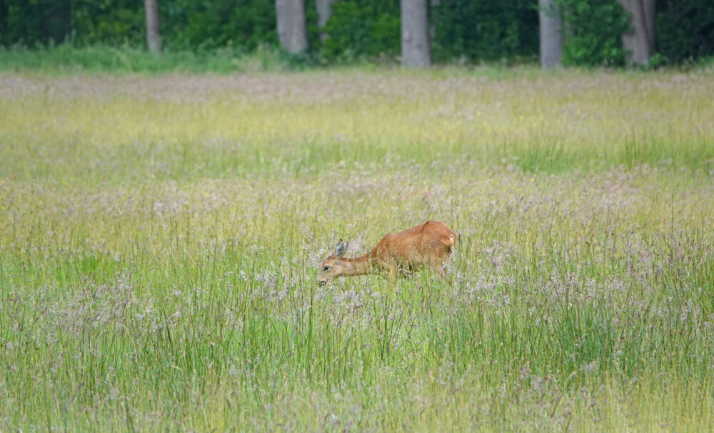 Ree (Landgoed Vennebroek)