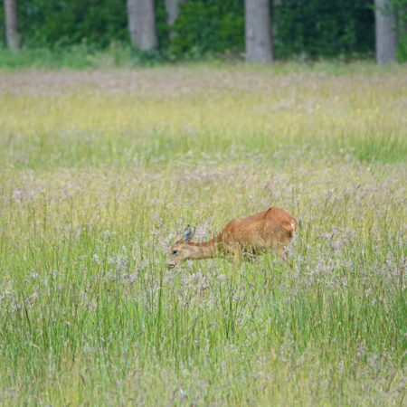 Ree (Landgoed Vennebroek)