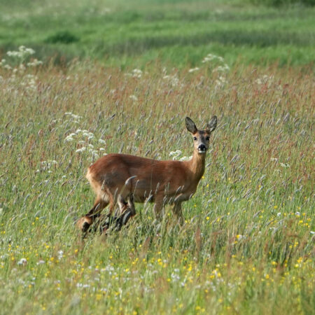 Ree met reekalf in Snegelstukken (Onlanden)