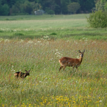 Ree met reekalf in Snegelstukken (Onlanden)