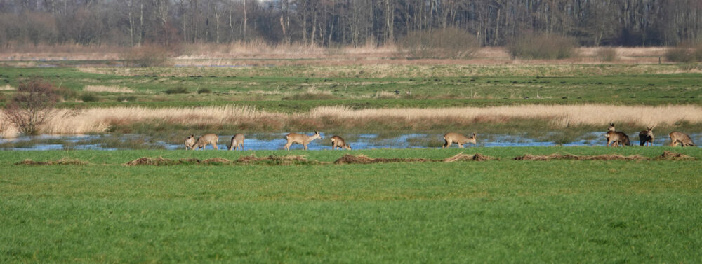 Reeen Snegelstukken (Onlanden)