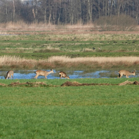Reeën Snegelstukken (Onlanden)