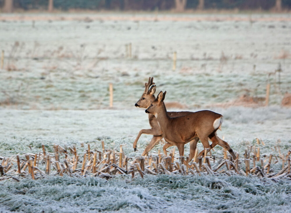 Reeën in de Onlanden