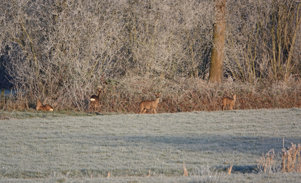 Reeën in de broekenweering (Onlanden)