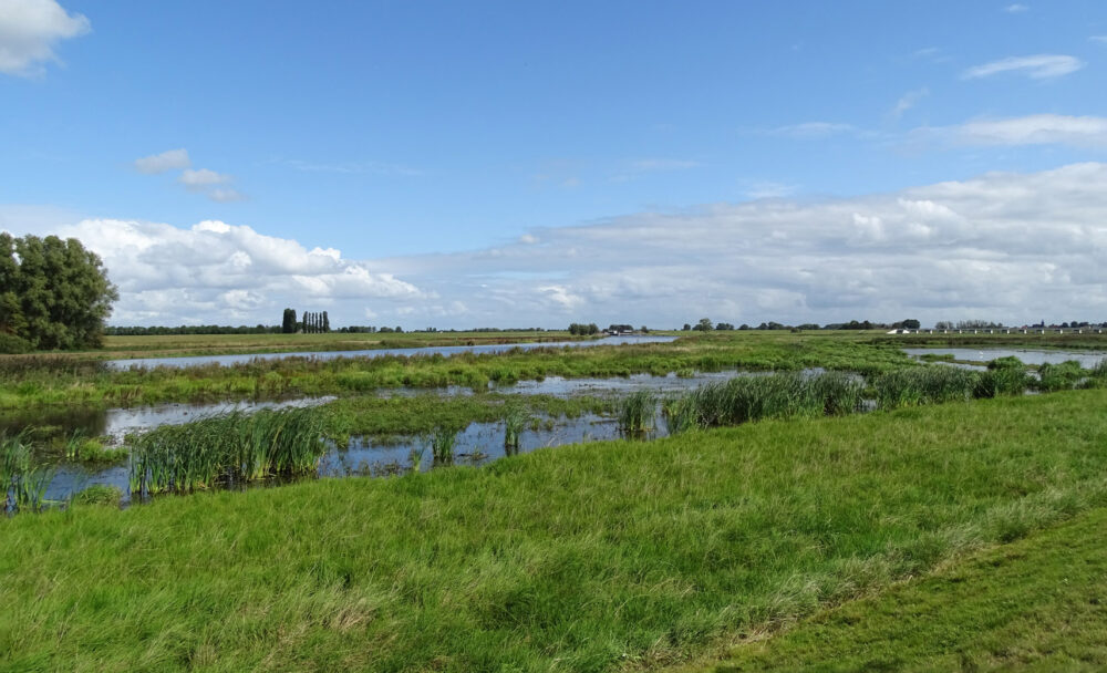 Reevediep