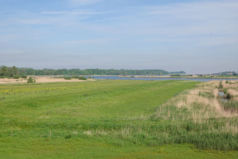Reevediep