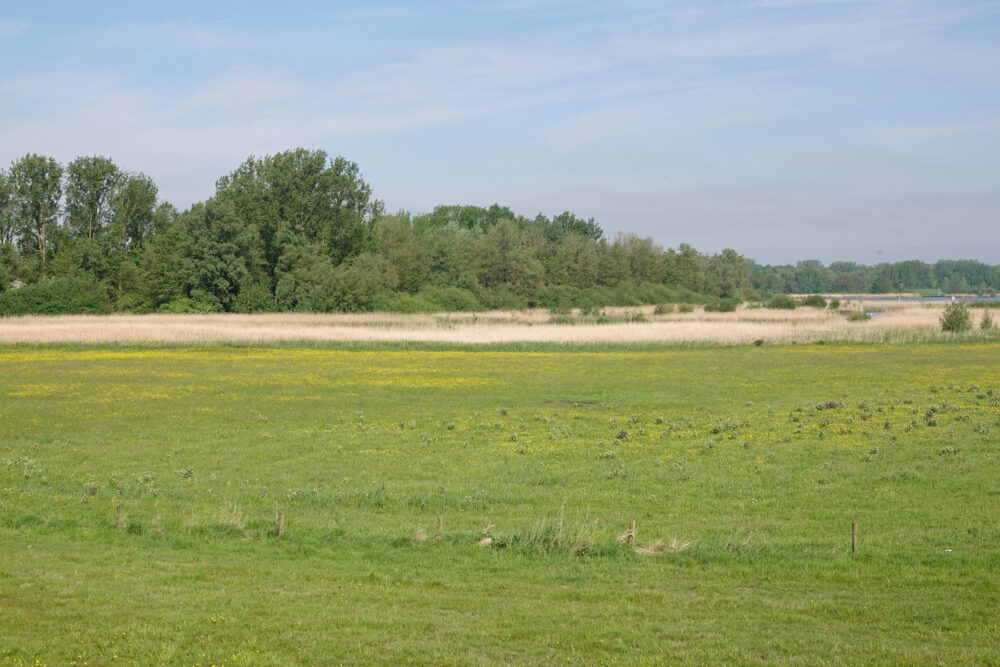 Reevediep