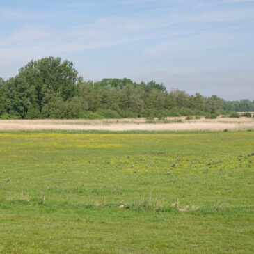 Reevediep