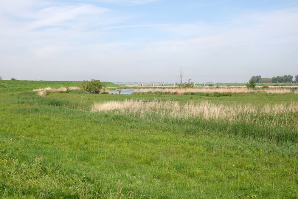 Reevediep