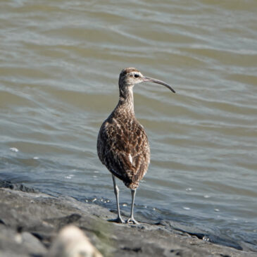 Regenwulp (Waddenzee)