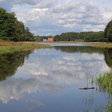 Reigerveen op Landgoed Vossenberg